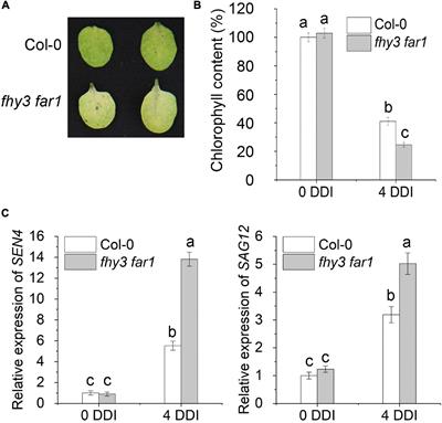 Arabidopsis FHY3 and FAR1 Function in Age Gating of Leaf Senescence